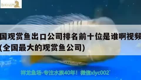 金龍魚 魚種 金龍魚都有哪些品種、價格各是多少?