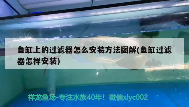 魚缸上的過濾器怎么安裝方法圖解(魚缸過濾器怎樣安裝)