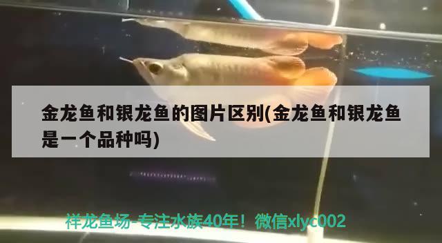 開一個水族店的經(jīng)驗，崇左水族批發(fā)市場