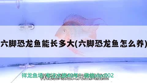 六腳恐龍魚能長多大(六腳恐龍魚怎么養(yǎng))