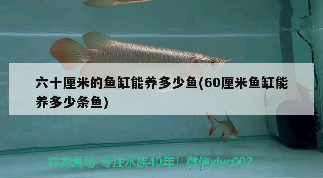 魚缸造景石頭的選擇，養(yǎng)小金魚怎么造景金魚缸造景金魚缸造景金魚缸造景建議 其他品牌魚缸