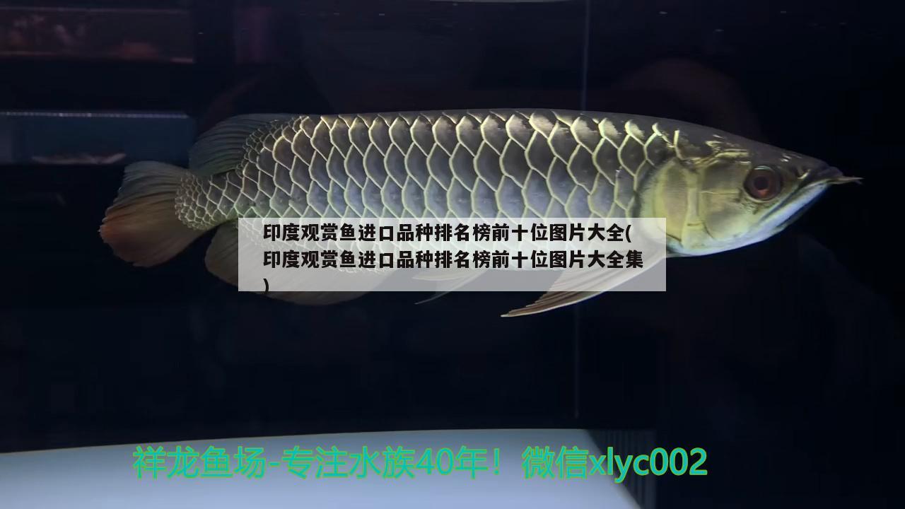 印度觀賞魚進(jìn)口品種排名榜前十位圖片大全(印度觀賞魚進(jìn)口品種排名榜前十位圖片大全集)