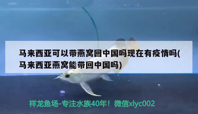 馬來西亞可以帶燕窩回中國嗎現(xiàn)在有疫情嗎(馬來西亞燕窩能帶回中國嗎) 馬來西亞燕窩