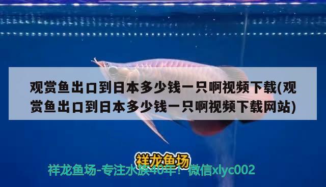 魚缸里養(yǎng)河蚌凈化水嗎好嗎視頻：河蚌能否凈化魚缸