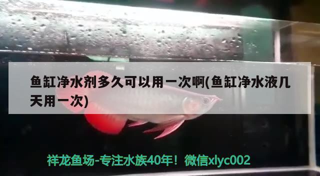 魚缸凈水劑多久可以用一次啊(魚缸凈水液幾天用一次) 祥龍進口元寶鳳凰魚