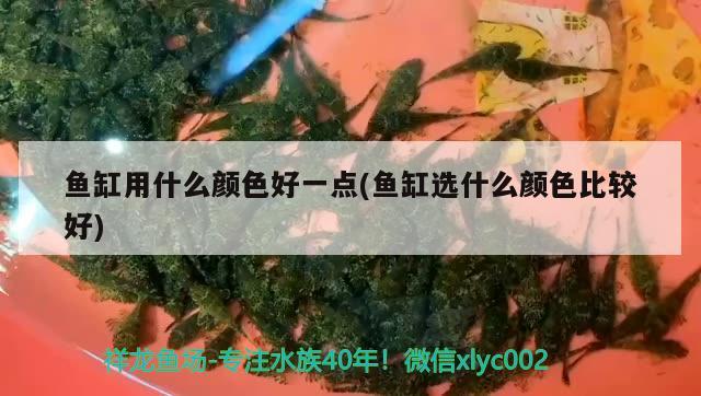 魚缸用什么顏色好一點(魚缸選什么顏色比較好)