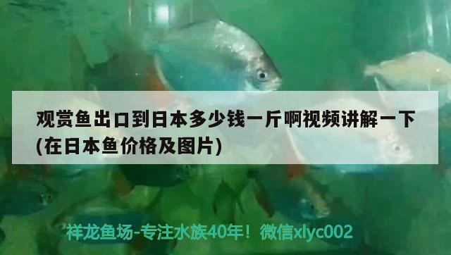 觀賞魚出口到日本多少錢一斤啊視頻講解一下(在日本魚價格及圖片) 觀賞魚進出口