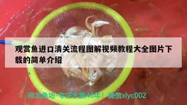 觀賞魚進口清關(guān)流程圖解視頻教程大全圖片下載的簡單介紹