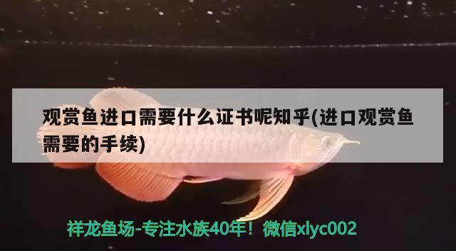 希臘金龍多少錢一條，我剛?cè)氲凝堲~，是什么品種 養(yǎng)魚的好處 第1張