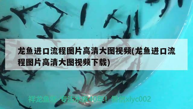 龍魚進(jìn)口流程圖片高清大圖視頻(龍魚進(jìn)口流程圖片高清大圖視頻下載) 觀賞魚進(jìn)出口