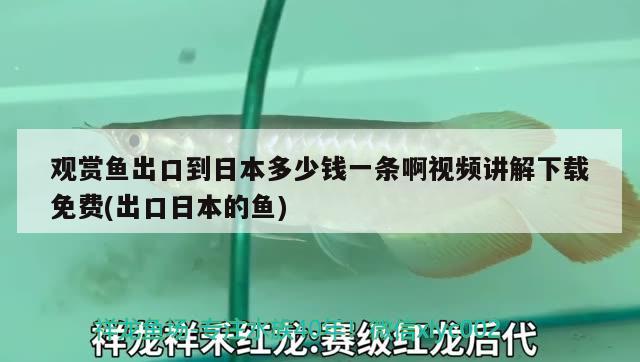 觀賞魚出口到日本多少錢一條啊視頻講解下載免費(出口日本的魚) 觀賞魚進出口