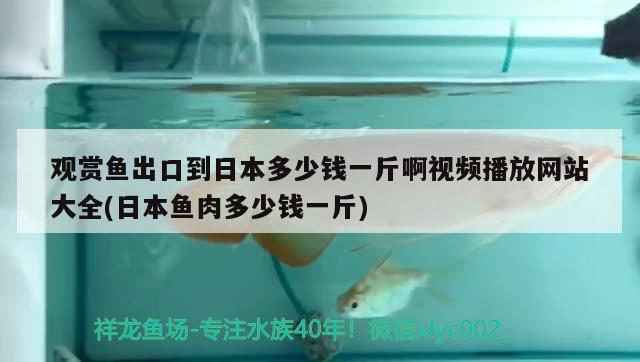 觀賞魚出口到日本多少錢一斤啊視頻播放網(wǎng)站大全(日本魚肉多少錢一斤) 觀賞魚進出口