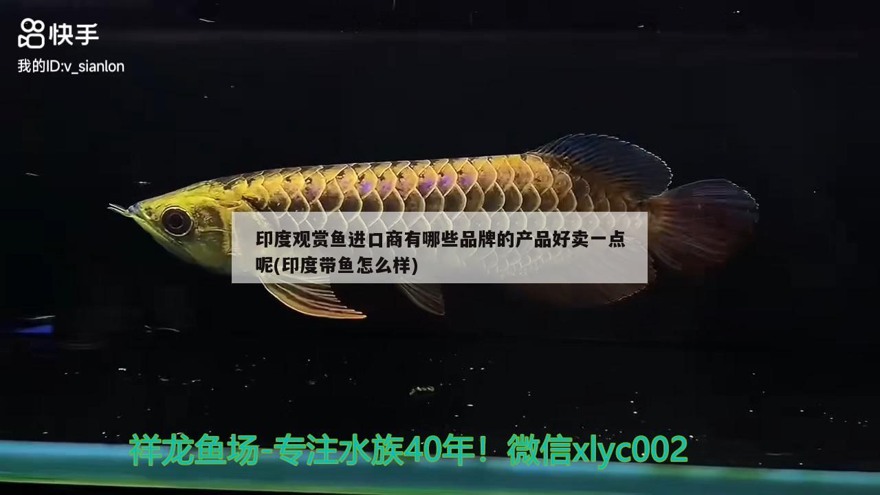 印度觀賞魚進(jìn)口商有哪些品牌的產(chǎn)品好賣一點(diǎn)呢(印度帶魚怎么樣) 觀賞魚進(jìn)出口