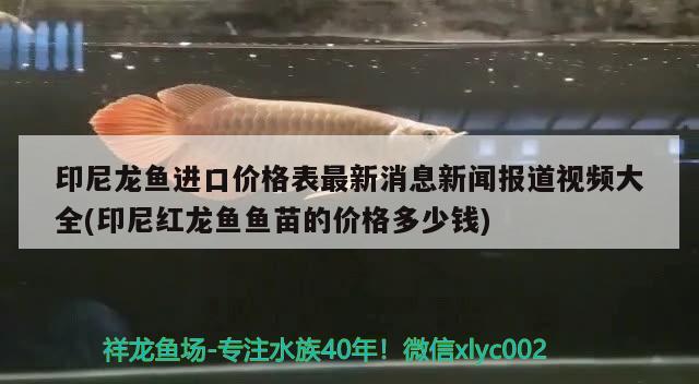 印尼龍魚進口價格表最新消息新聞報道視頻大全(印尼紅龍魚魚苗的價格多少錢) 紅龍魚百科