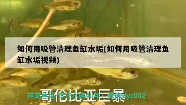 如何用吸管清理魚缸水垢(如何用吸管清理魚缸水垢視頻)