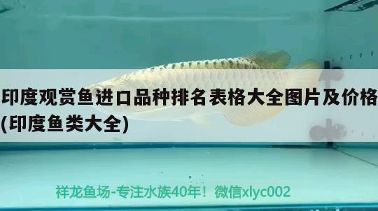 鸚鵡魚配什么魚清缸怎么保持水質 泰國斗魚 第2張