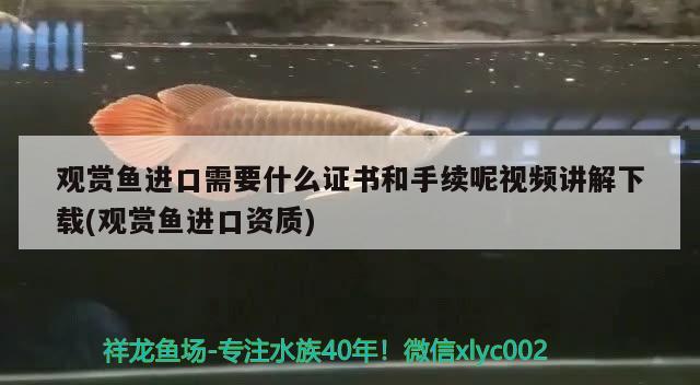 紅龍魚價(jià)格問題 大嘴鯨魚 第1張