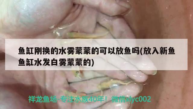 魚缸剛換的水霧蒙蒙的可以放魚嗎(放入新魚魚缸水發(fā)白霧蒙蒙的) 魚缸百科