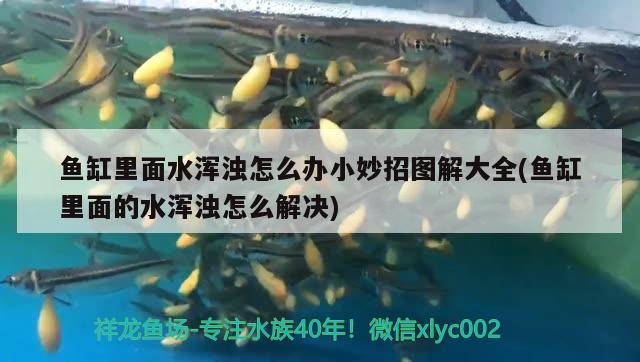 魚缸里面水渾濁怎么辦小妙招圖解大全(魚缸里面的水渾濁怎么解決) 觀賞魚進(jìn)出口