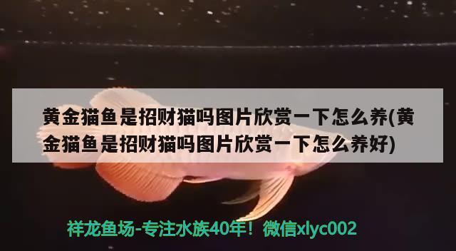 龍魚(yú)之巔論壇馬印燈 馬印13000k t5龍魚(yú)燈 蘇虎苗（蘇門(mén)答臘虎魚(yú)苗） 第2張