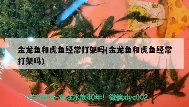 金龍魚和虎魚經常打架嗎(金龍魚和虎魚經常打架嗎)