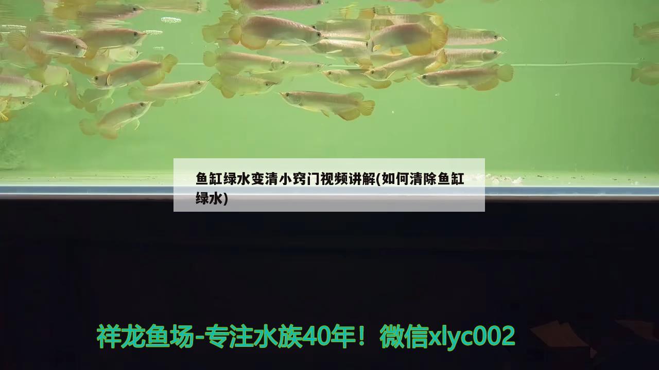 魚缸綠水變清小竅門視頻講解(如何清除魚缸綠水) 觀賞魚