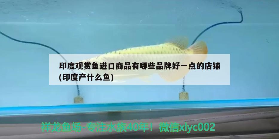 印度觀賞魚進(jìn)口商品有哪些品牌好一點(diǎn)的店鋪(印度產(chǎn)什么魚) 觀賞魚進(jìn)出口