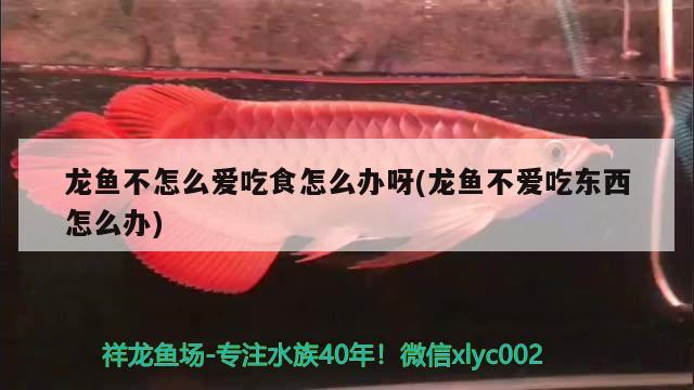 龍魚不怎么愛吃食怎么辦呀(龍魚不愛吃東西怎么辦)