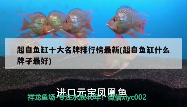 超白魚缸十大名牌排行榜最新(超白魚缸什么牌子最好) 祥龍赫舞紅龍魚