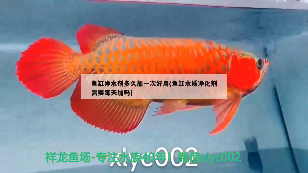 魚缸凈水劑多久加一次好用(魚缸水質(zhì)凈化劑需要每天加嗎) 哥倫比亞巨暴魚苗