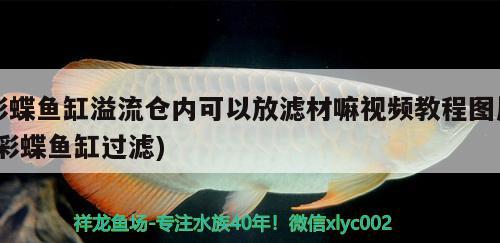 彩蝶魚缸溢流倉內(nèi)可以放濾材嘛視頻教程圖片(彩蝶魚缸過濾) 廣州龍魚批發(fā)市場