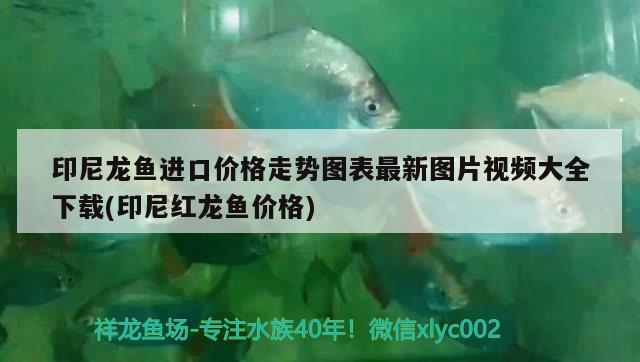 印尼龍魚進(jìn)口價(jià)格走勢圖表最新圖片視頻大全下載(印尼紅龍魚價(jià)格) 紅龍魚百科