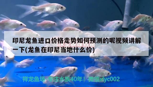 柳州觀賞魚市場快樂