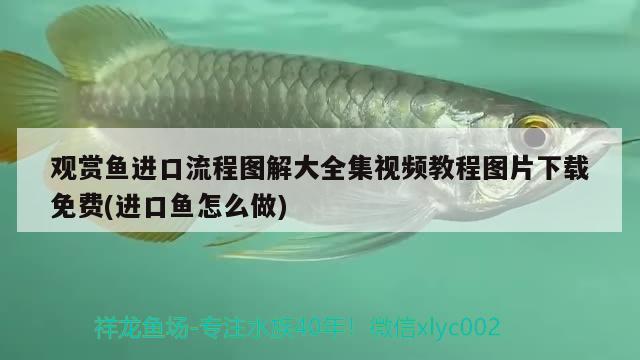 觀賞魚進口流程圖解大全集視頻教程圖片下載免費(進口魚怎么做)