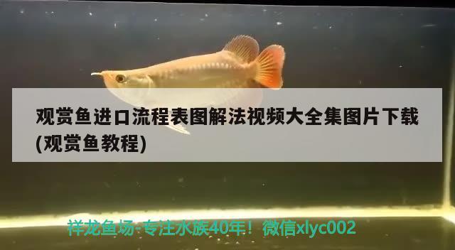 觀賞魚進(jìn)口流程表圖解法視頻大全集圖片下載(觀賞魚教程) 觀賞魚進(jìn)出口