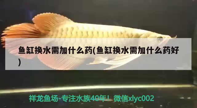 魚缸換水需加什么藥(魚缸換水需加什么藥好)