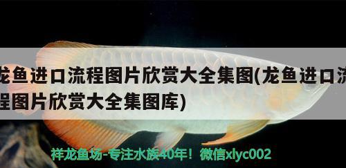 阜陽市宏花卉店 全國水族館企業(yè)名錄 第3張