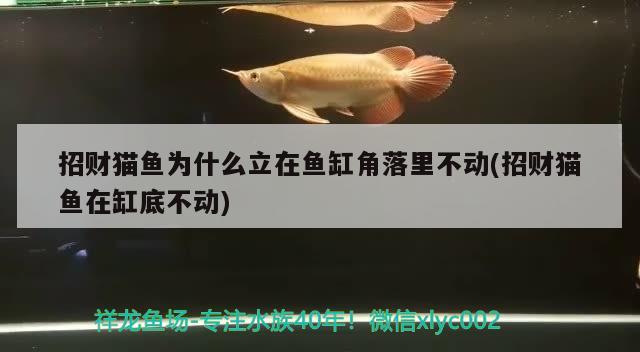 招財貓魚為什么立在魚缸角落里不動(招財貓魚在缸底不動) 其它水族用具設備