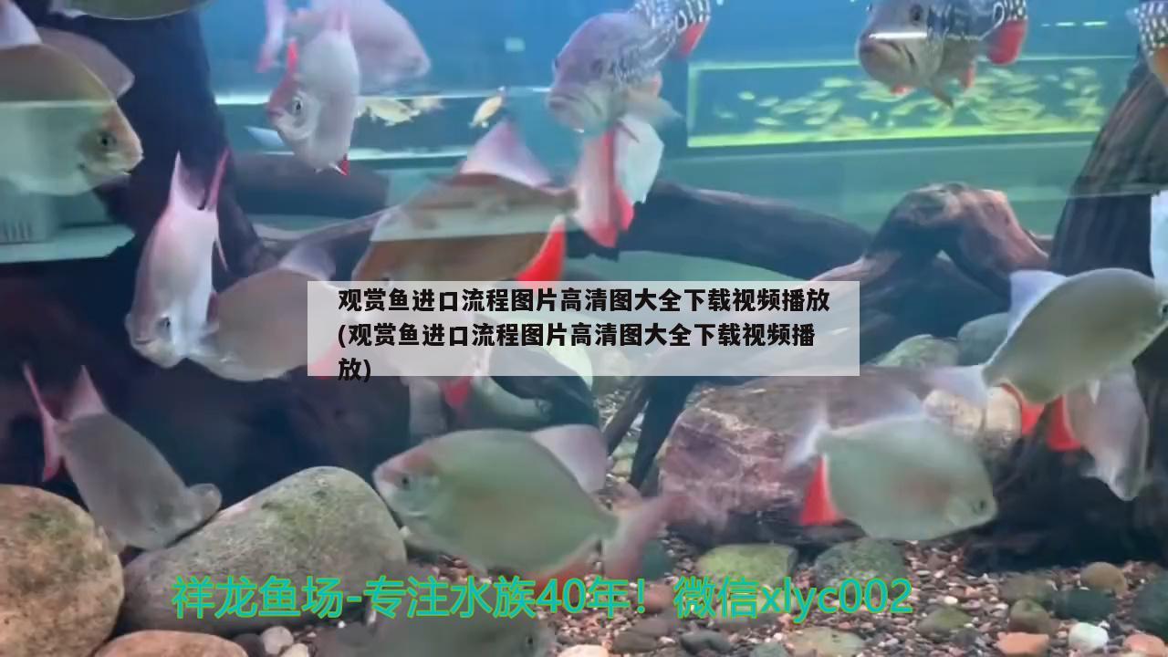 凈水器過濾魚缸改裝（凈水器過濾魚缸改裝視頻） 觀賞魚 第2張