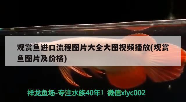 觀賞魚進口流程圖片大全大圖視頻播放(觀賞魚圖片及價格) 觀賞魚進出口