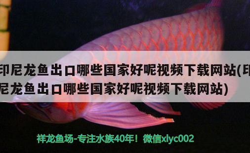 印尼龍魚出口哪些國家好呢視頻下載網(wǎng)站(印尼龍魚出口哪些國家好呢視頻下載網(wǎng)站) 觀賞魚進出口