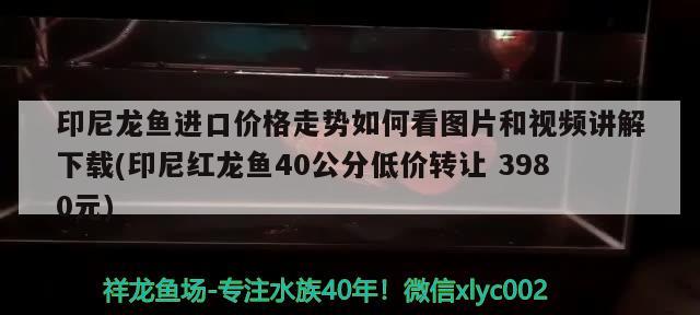 印尼龍魚進口價格走勢如何看圖片和視頻講解下載(印尼紅龍魚40公分低價轉(zhuǎn)讓3980元) 紅龍魚百科