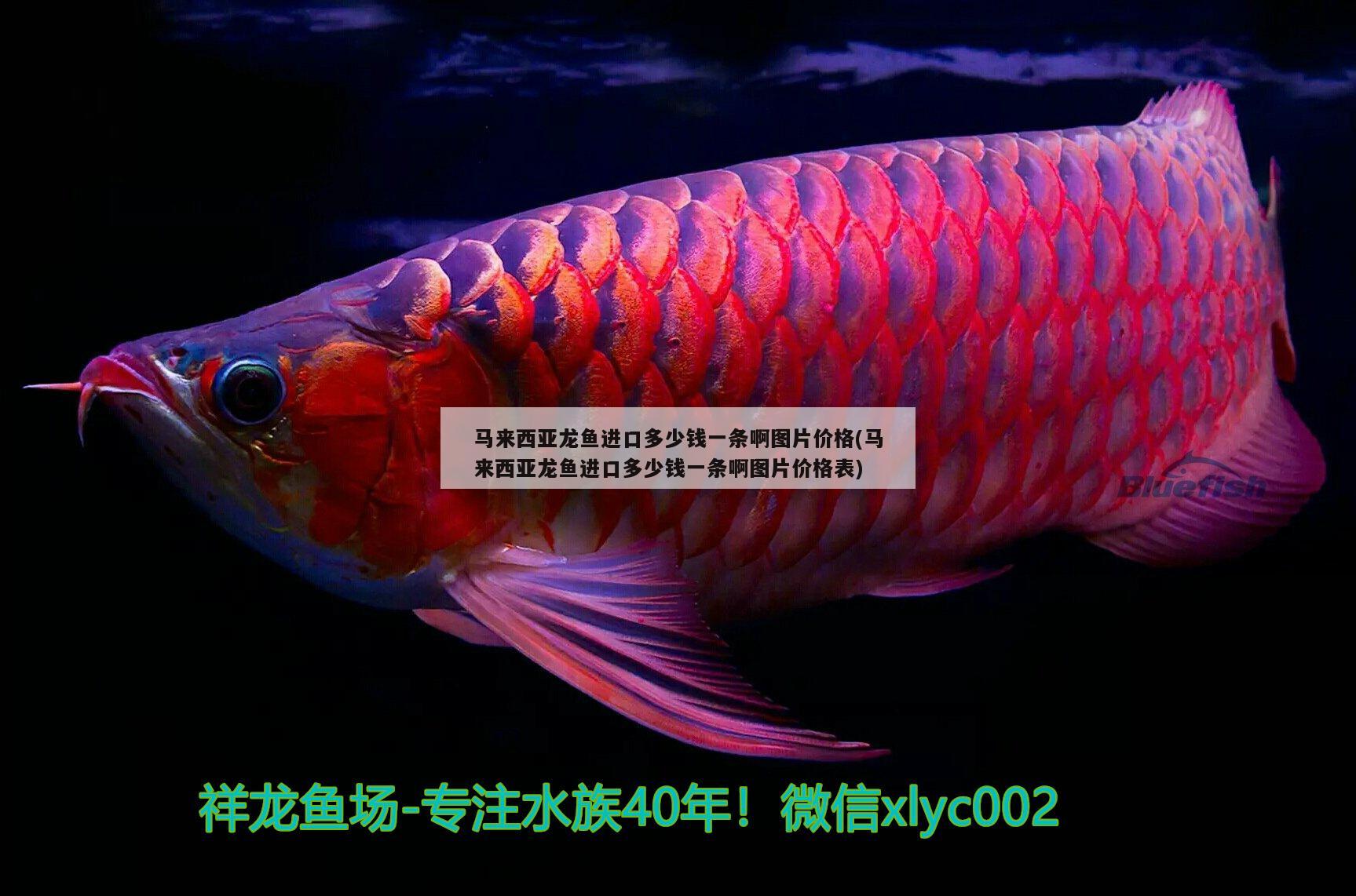 馬來西亞龍魚進(jìn)口多少錢一條啊圖片價格(馬來西亞龍魚進(jìn)口多少錢一條啊圖片價格表) 觀賞魚進(jìn)出口