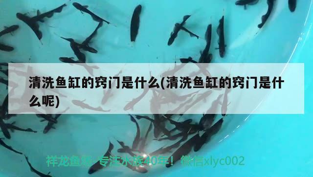 清洗魚缸的竅門是什么(清洗魚缸的竅門是什么呢) 其他益生菌