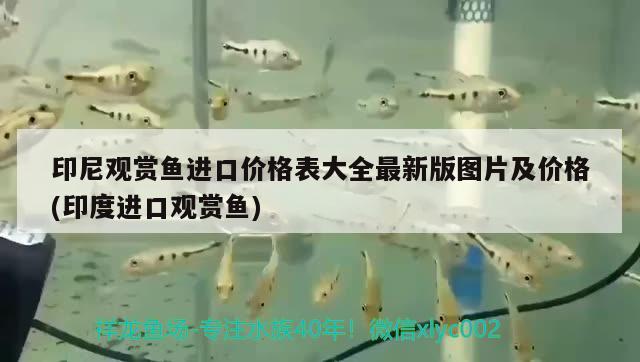 上海觀賞魚進口商店有哪些品種圖片及價格(市場上海魚種類圖片名稱) 觀賞魚進出口