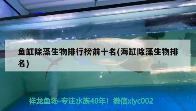 魚缸除藻生物排行榜前十名(海缸除藻生物排名) 白化巴西龜（白巴）