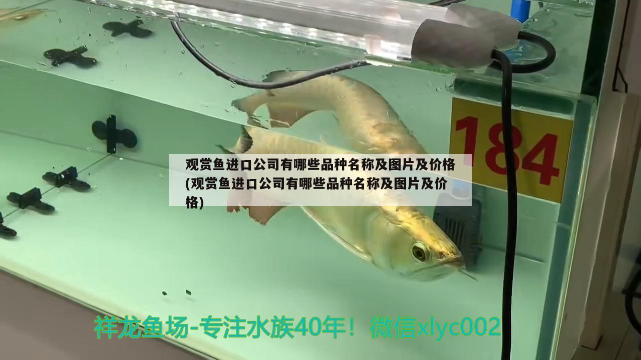 觀賞魚進(jìn)口公司有哪些品種名稱及圖片及價格(觀賞魚進(jìn)口公司有哪些品種名稱及圖片及價格) 觀賞魚進(jìn)出口