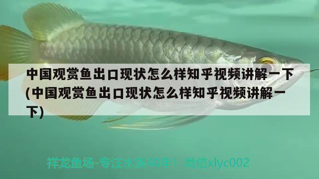 中國觀賞魚出口現(xiàn)狀怎么樣知乎視頻講解一下(中國觀賞魚出口現(xiàn)狀怎么樣知乎視頻講解一下)