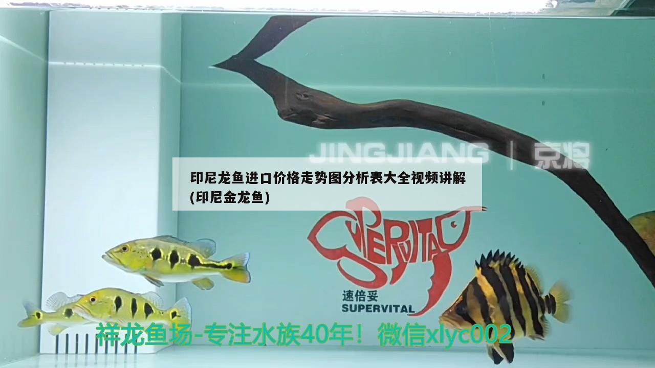 印尼龍魚(yú)進(jìn)口價(jià)格走勢(shì)圖分析表大全視頻講解(印尼金龍魚(yú)) 觀賞魚(yú)進(jìn)出口 第1張