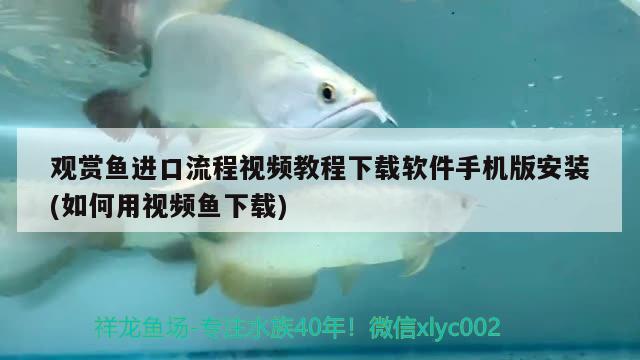 觀賞魚進口流程視頻教程下載軟件手機版安裝(如何用視頻魚下載) 觀賞魚進出口 第1張